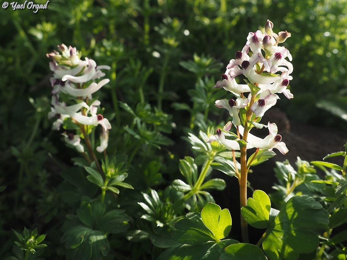Corydalis triternata  Corydalis triternata,Geotagged,Winter