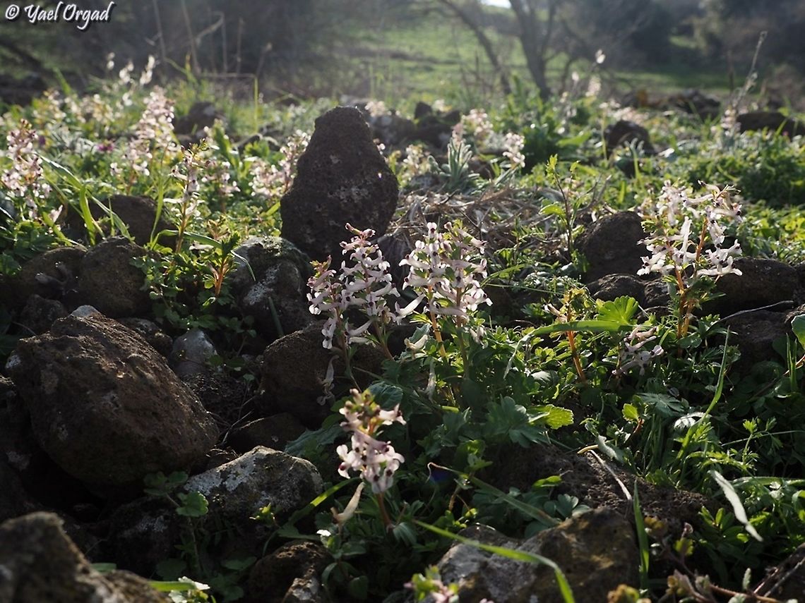Corydalis triternata  Corydalis triternata,Geotagged,Winter