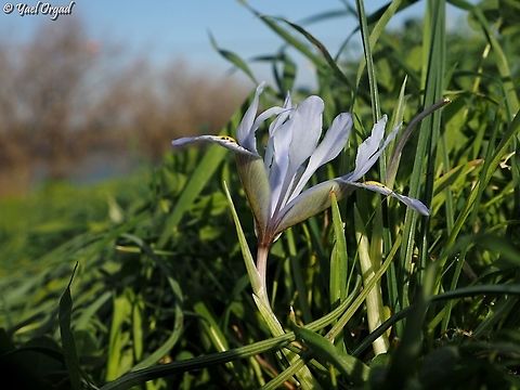Iris histrio one of the smaller Irises, but it has such a lovely color! Iris histrio,Israel,Syrian Iris