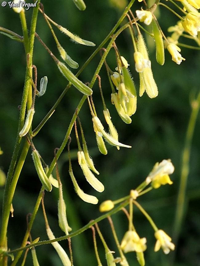 Isatis lusitanica the hanging fruit Geotagged,Isatis lusitanica,Winter