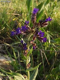Anchusa undulata  Anchusa undulata,Geotagged,Winter