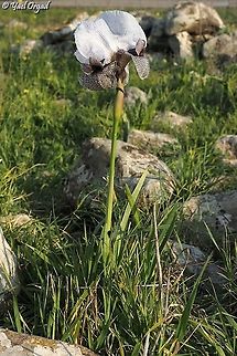 first Iris hermona for the season!  Geotagged,Iris hermona,Winter