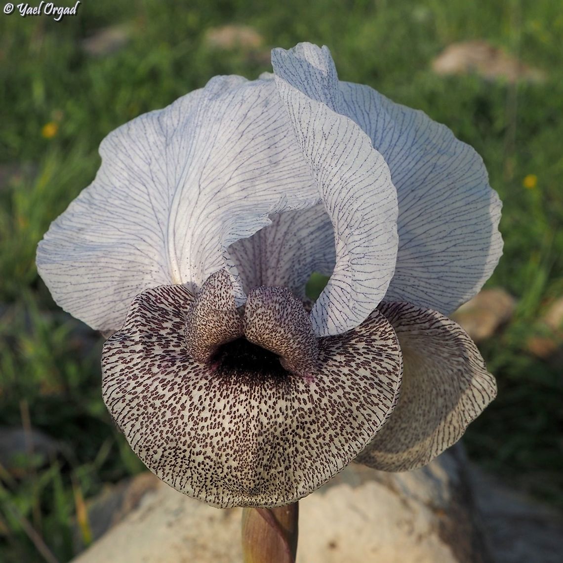 Iris hermona flower size is about 20 cm (8 inch)!! Geotagged,Iris hermona,Winter