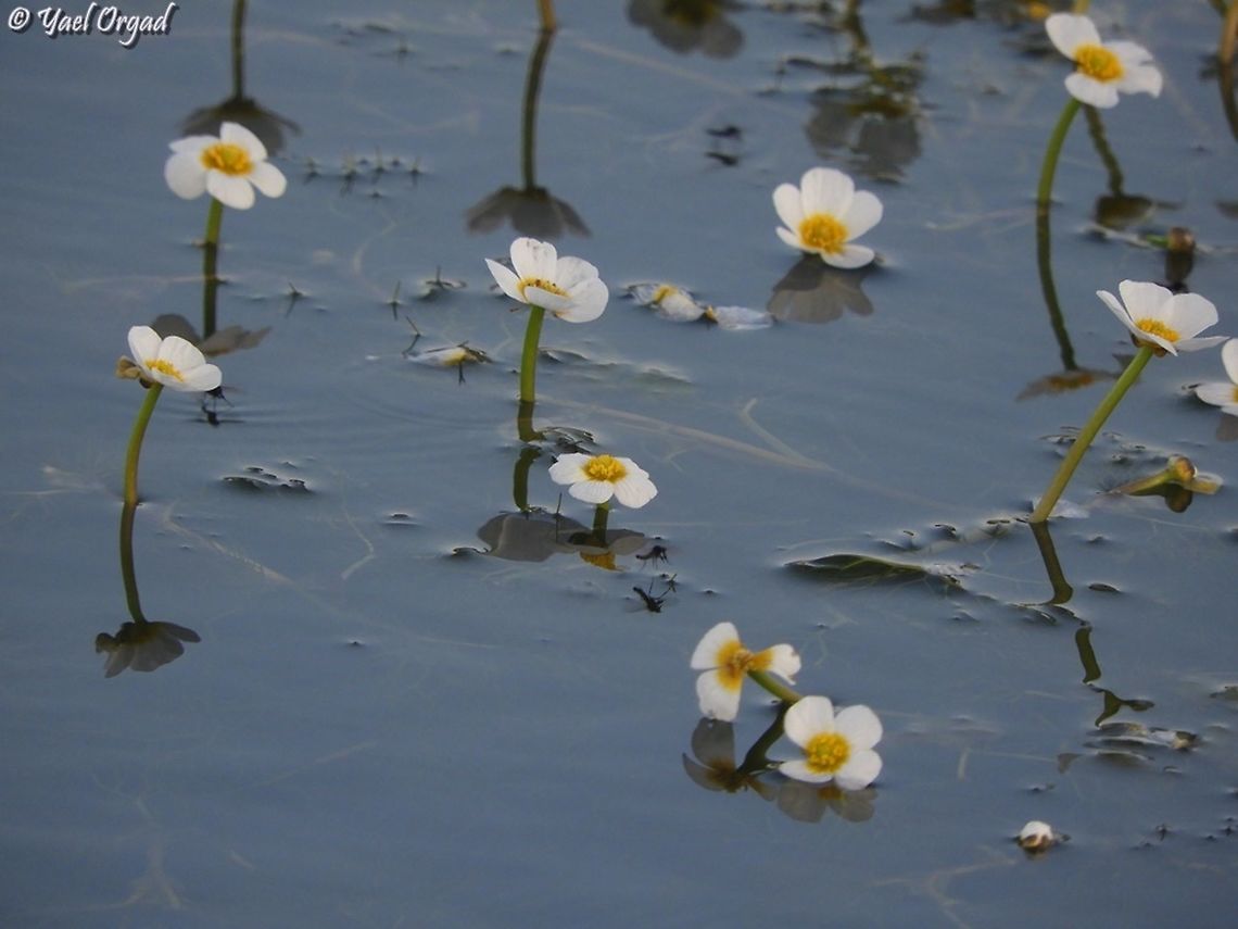 Ranunculus peltatus  Geotagged,Pond Water-Crowfoot,Ranunculus peltatus,Winter