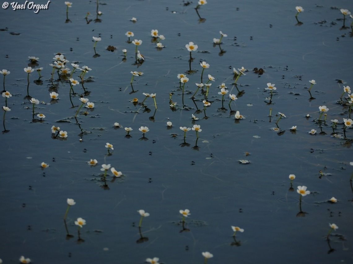 Ranunculus peltatus just the beginning... in the peak of flowers - all the water surface will be covered with flowers.  Geotagged,Pond Water-Crowfoot,Ranunculus peltatus,Winter