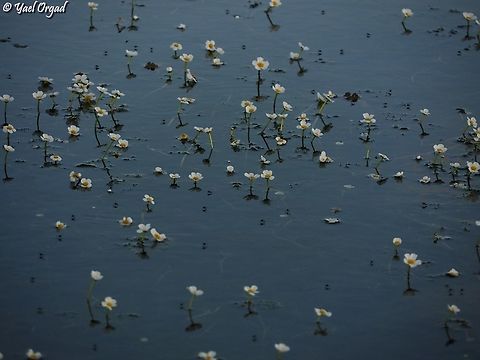Ranunculus peltatus just the beginning... in the peak of flowers - all the water surface will be covered with flowers.  Geotagged,Pond Water-Crowfoot,Ranunculus peltatus,Winter