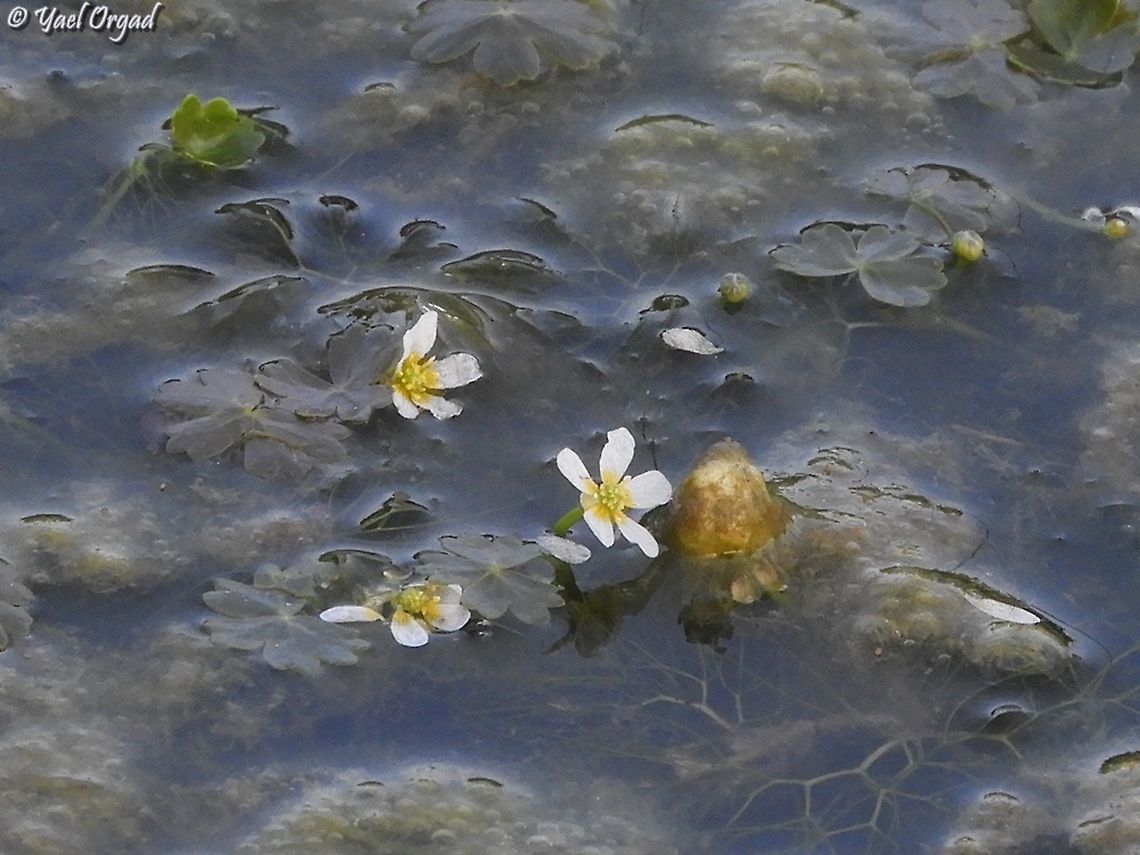 Ranunculus saniculifolius  Geotagged,Ranunculus saniculifolius,Winter