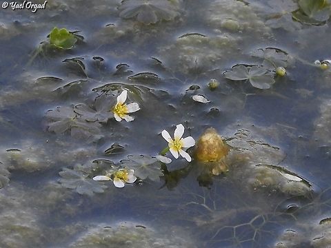 Ranunculus saniculifolius  Geotagged,Ranunculus saniculifolius,Winter