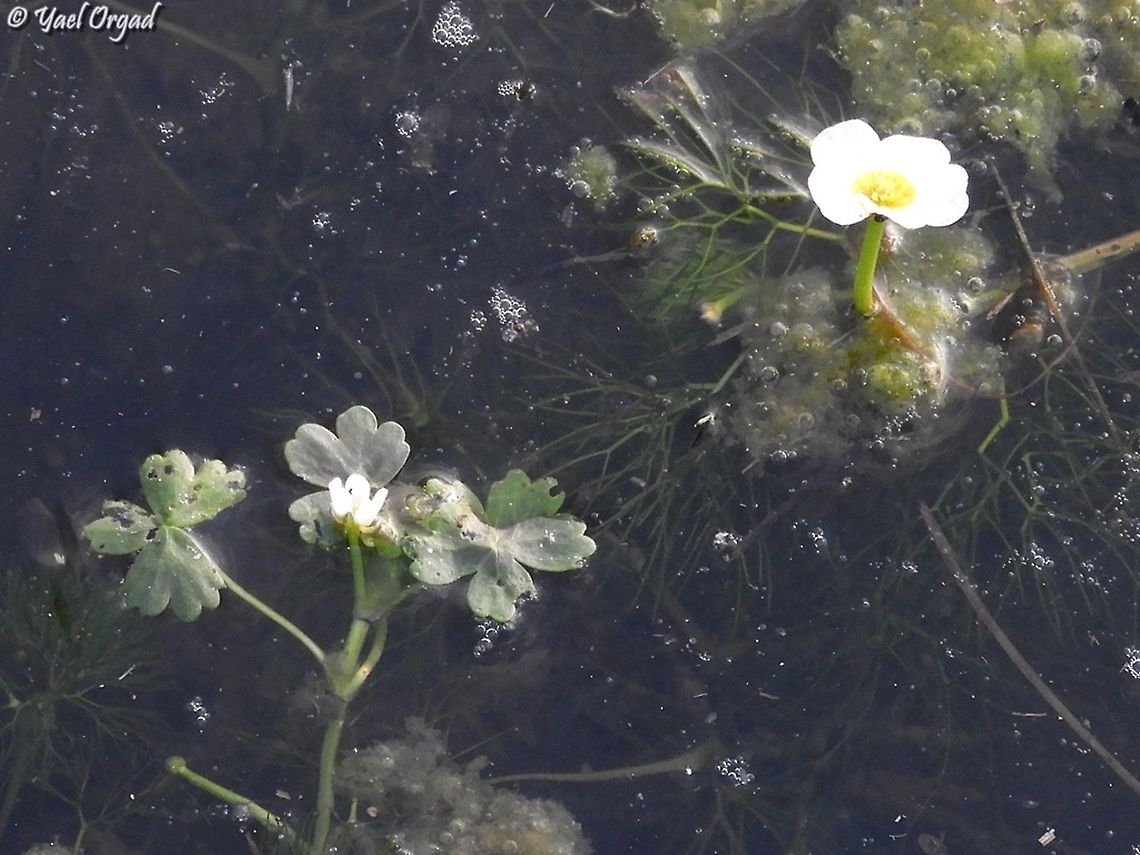 comparison on the left: Ranunculus saniculifolius with the smaller flower and larger leaves as well as narrow ones. <br />
on the right: Ranunculus peltatus with larger flower and only narrow leaves.  Geotagged,Ranunculus saniculifolius,Winter
