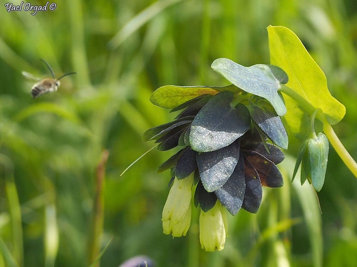 Cerinthe palaestina I saw the Eucera bee only at home...  Cerinthe palaestina,Israel