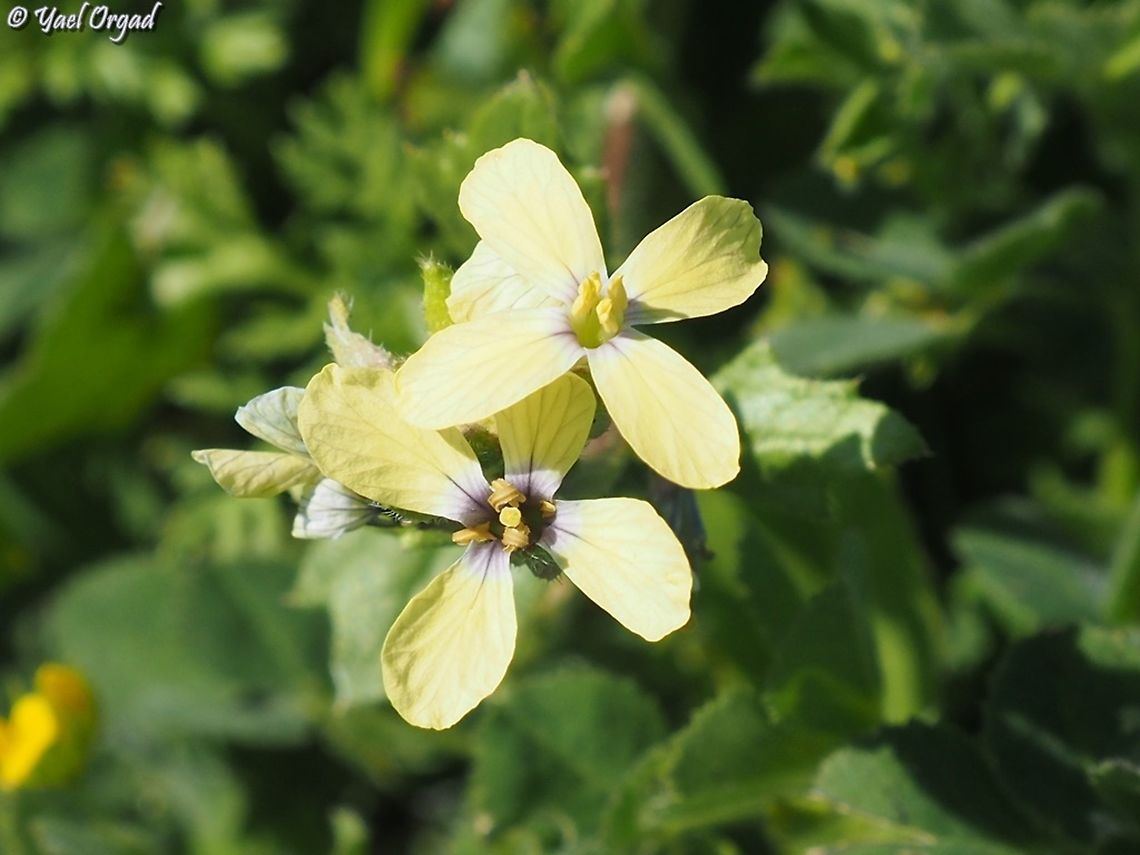Enarthrocarpus arcuatus yet another rare and endangered species in Israel.  Enarthrocarpus arcuatus,Geotagged,Israel,Winter