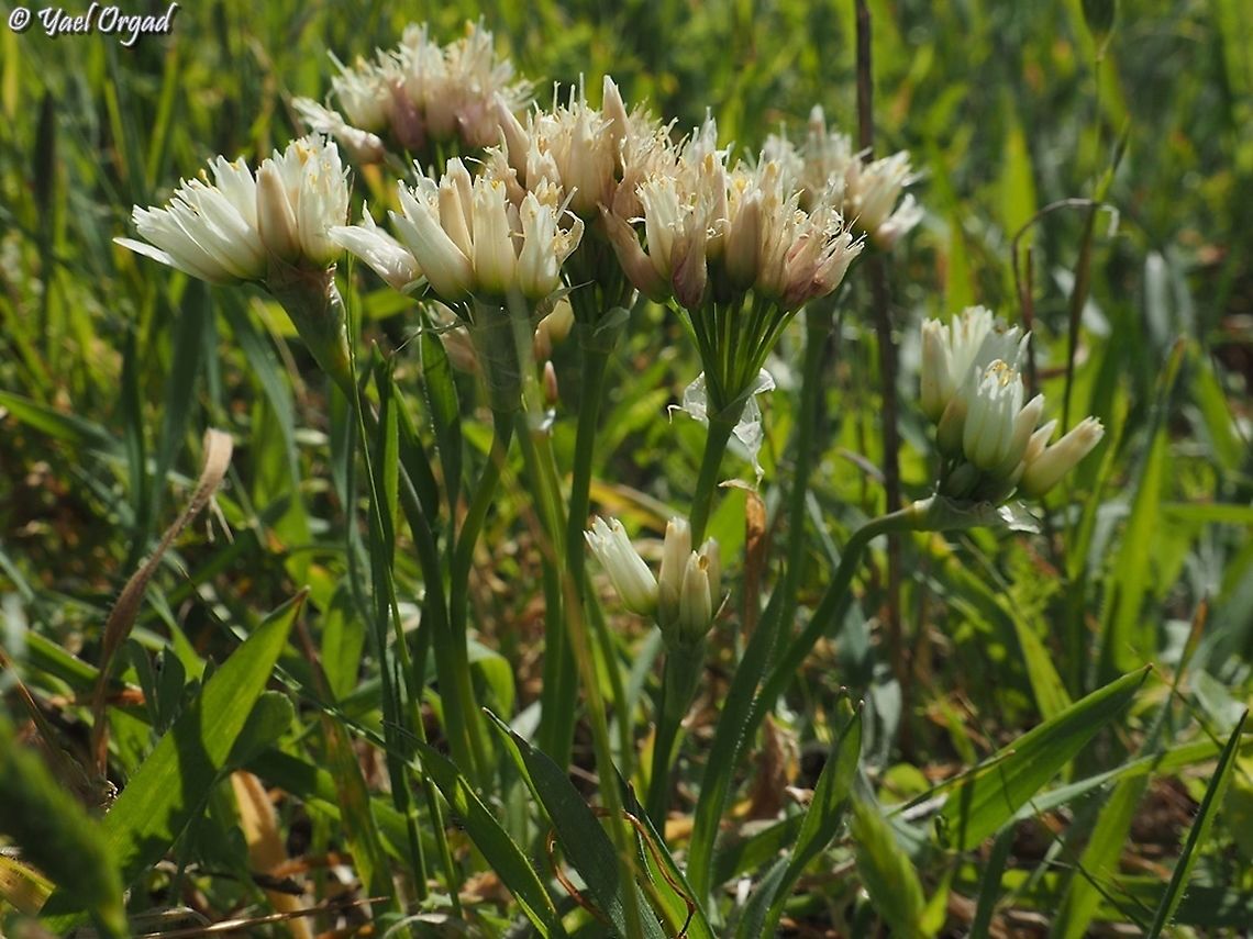 Allium erdelii  Allium erdelii,Geotagged,Israel,Winter