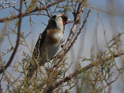 Carduelis carduelis  Carduelis carduelis,European goldfinch,Geotagged,Israel,Winter