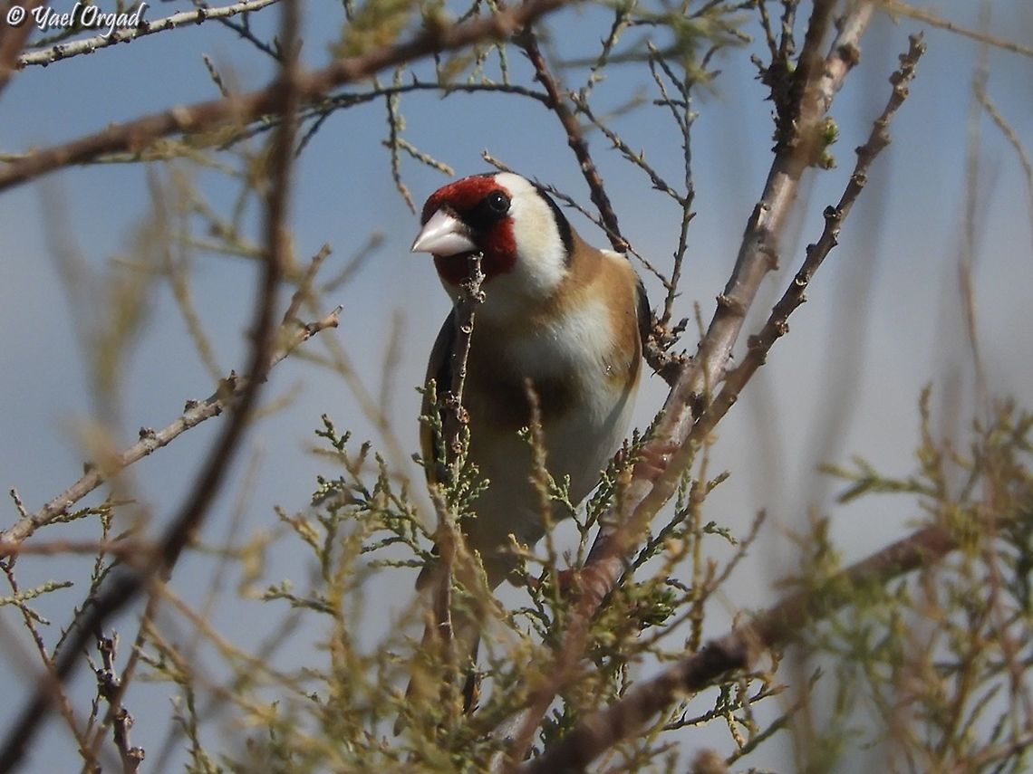 European Goldfinch I really like this bird! Carduelis carduelis,European goldfinch,Geotagged,Israel,Winter