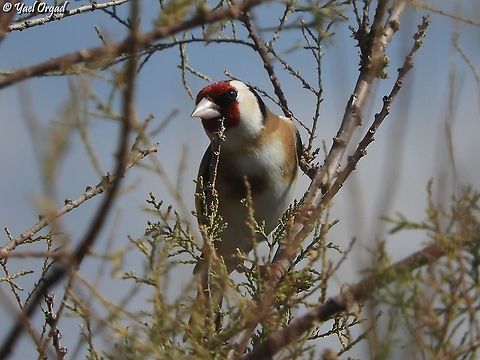 European Goldfinch I really like this bird! Carduelis carduelis,European goldfinch,Geotagged,Israel,Winter