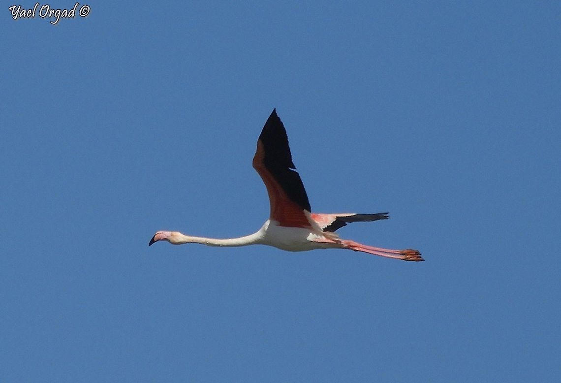 Flamingo flying!  Geotagged,Greater flamingo,Israel,Phoenicopterus roseus,Winter