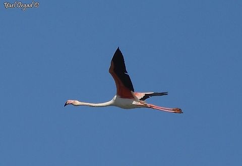 Flamingo flying!  Geotagged,Greater flamingo,Israel,Phoenicopterus roseus,Winter