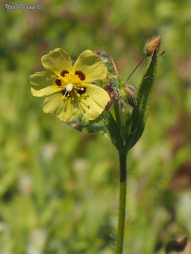 Tuberaria guttata very small, rare and endangered flower. <br />
the flower opens around sunrise, and withers in the later morning hours, before noon.  Geotagged,Israel,Tuberaria guttata,Winter