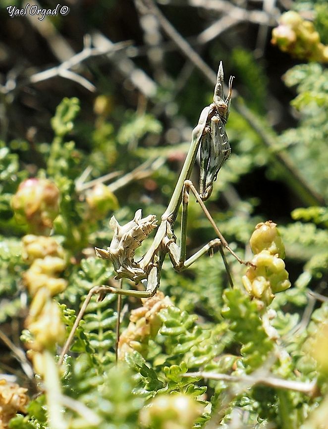 Empusa fasciata - green variant  Empusa fasciata,Geotagged,Israel,Winter