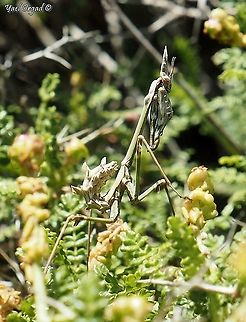 Empusa fasciata - green variant  Empusa fasciata,Geotagged,Israel,Winter