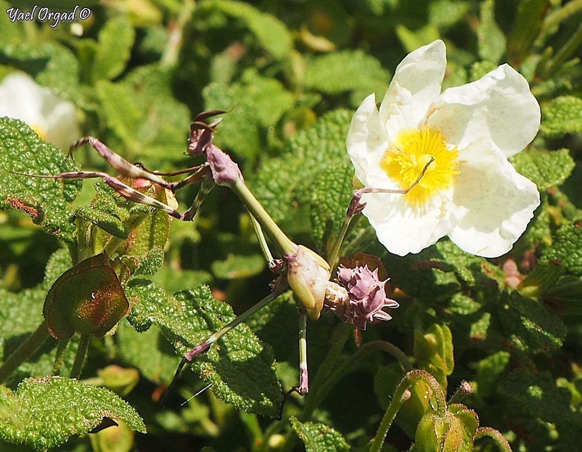 Empusa fasciata - pink variant  Empusa fasciata,Geotagged,Israel,Winter
