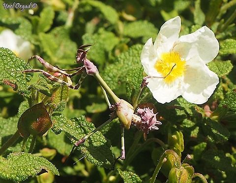 Empusa fasciata - pink variant  Empusa fasciata,Geotagged,Israel,Winter