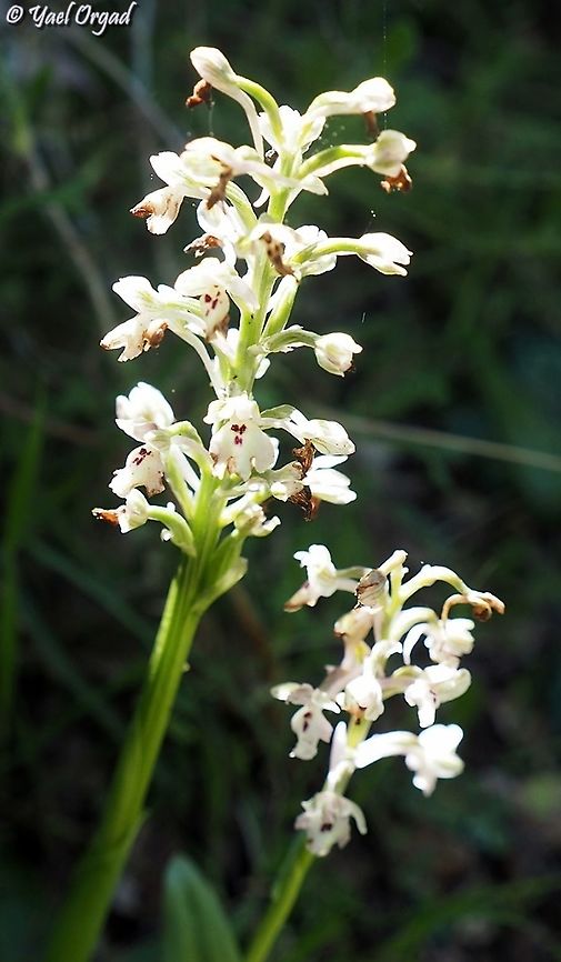 Anacamptis israelitica  Anacamptis israelitica,Geotagged,Israel,Winter
