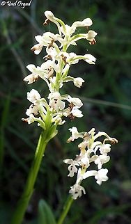 Anacamptis israelitica  Anacamptis israelitica,Geotagged,Israel,Winter