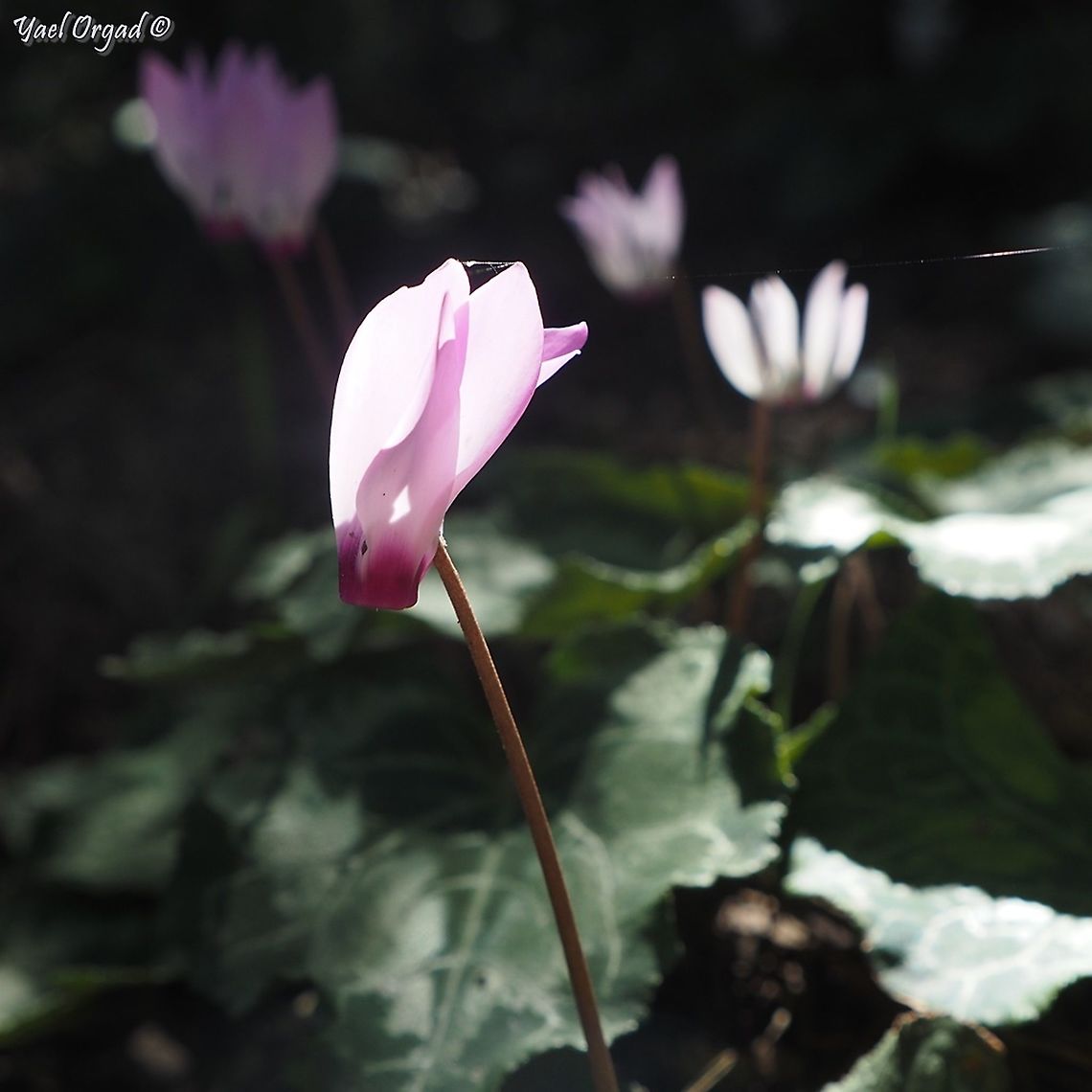 Cyclamen in the woods  Cyclamen persicum,Geotagged,Israel,Persian cyclamen,Winter
