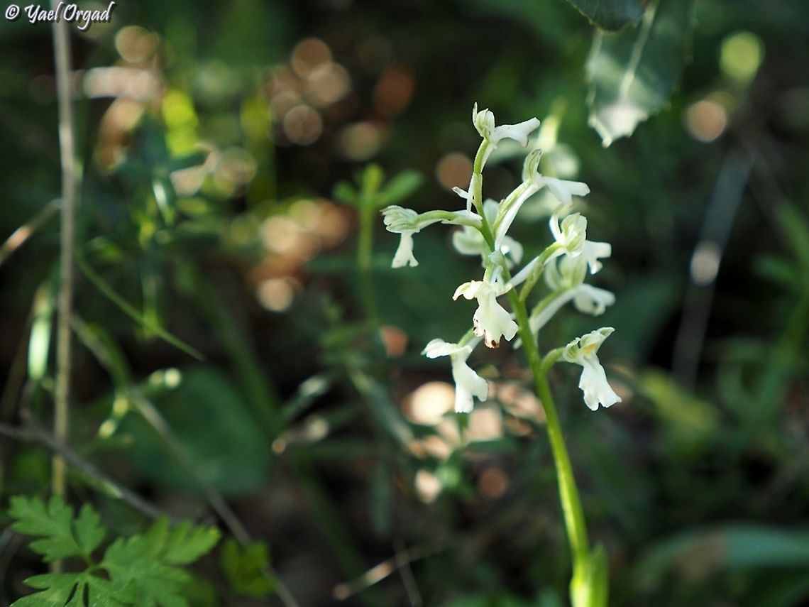 Anacamptis israelitica - albino  Anacamptis israelitica,Geotagged,Israel,Winter