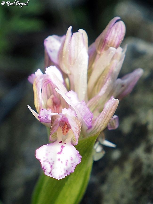 Anacamptis x feinbruniane A hybrid orchid - hybrid of Anacamptis israelitica and Anacamptis papilionacea found in the Meiron mountain in Israel.<br />
named in honor of Prof. Naomi Feinbrun, an important Israeli botanist. Anacamptis papilionacea x israelitica,Anacamptis x feinbruniane,Geotagged,Israel,Orchidaceae,Winter