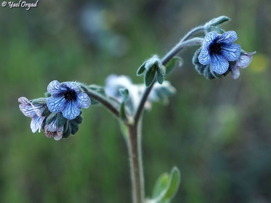 Cynoglossum creticum  Blue hound's tongue,Cynoglossum creticum,Geotagged,Israel,Winter