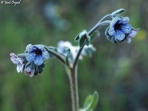Cynoglossum creticum  Blue hound's tongue,Cynoglossum creticum,Geotagged,Israel,Winter