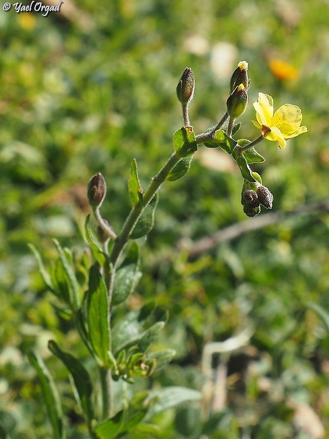 Helianthemum salicifolium  Geotagged,Helianthemum salicifolium,Israel,Winter