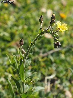 Helianthemum salicifolium  Geotagged,Helianthemum salicifolium,Israel,Winter