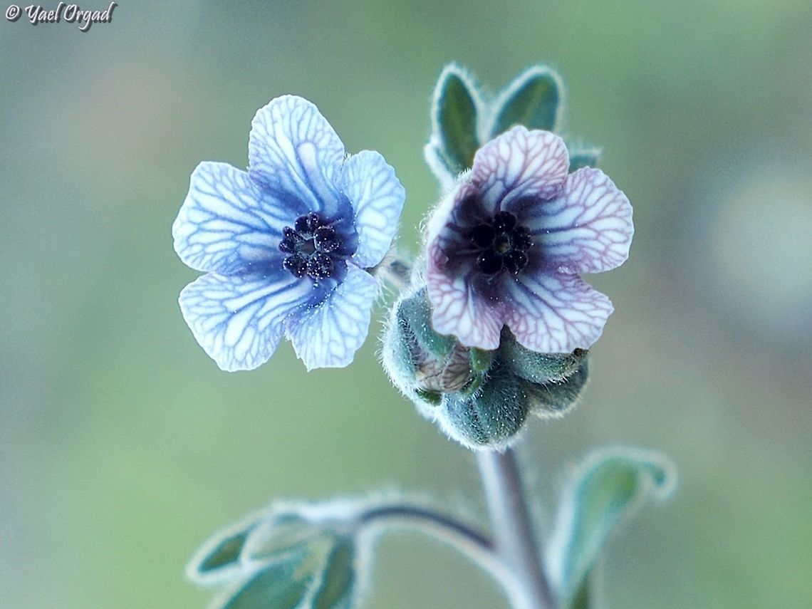 Cynoglossum creticum  Blue hound's tongue,Cynoglossum creticum,Geotagged,Israel,Winter