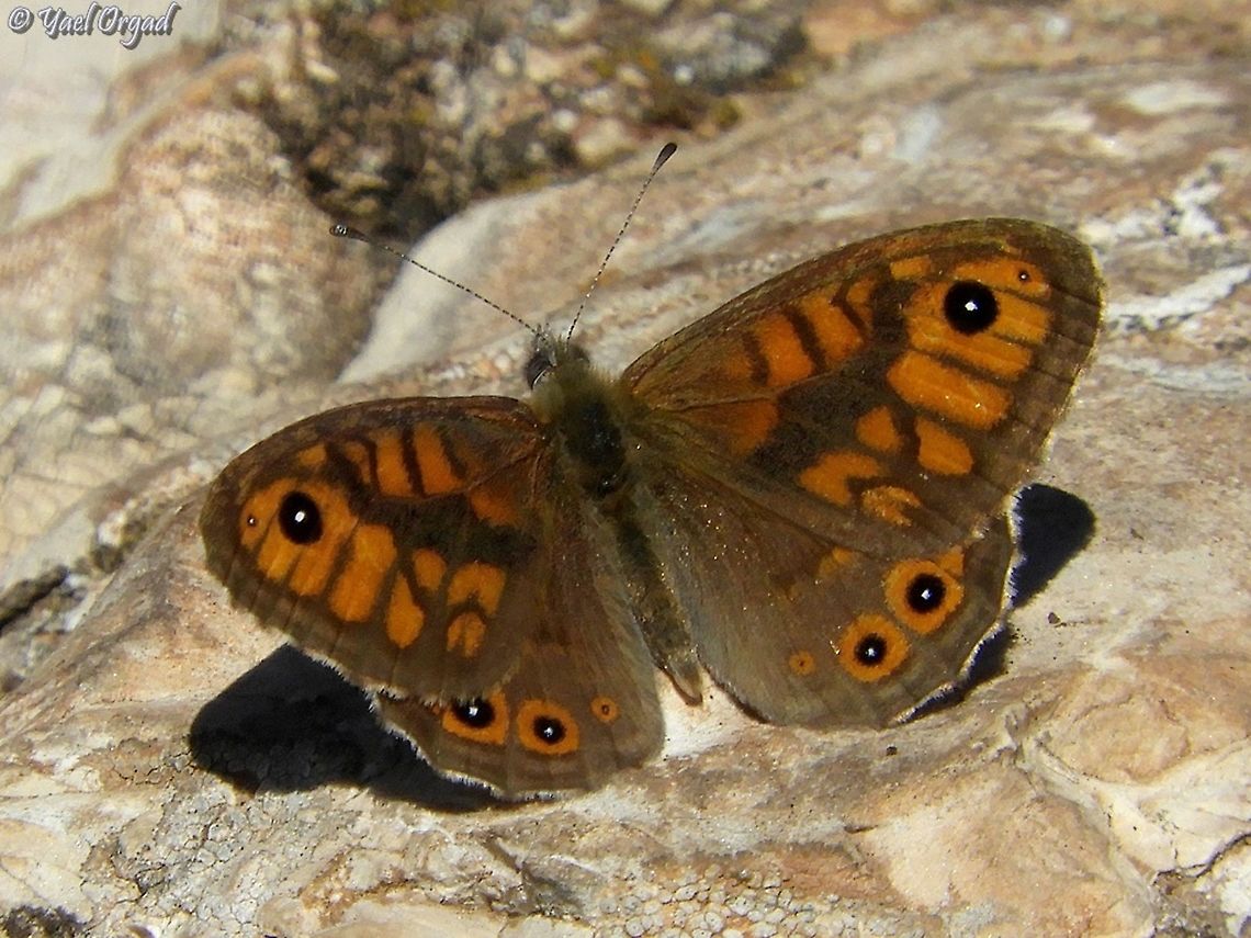 Lasiommata megera  Geotagged,Israel,Lasiommata megera,Wall Brown,Winter