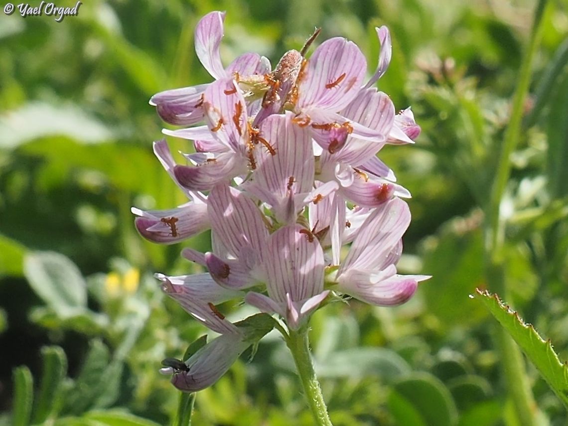 Trigonella lilacina I'll add ID for the bugs when I find one...  Geotagged,Israel,Trigonella lilacina,Winter