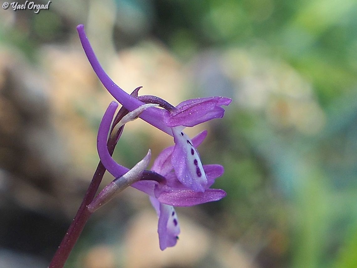 Orchis anatolica  Geotagged,Israel,Orchis anatolica,Winter