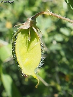 Lathyrus blepharicarpos the species name - blepharicarpos - means with fringe, or eyelashes - sparse hairs. this can be seen clearly here.  Geotagged,Israel,Lathyrus blepharicarpos,Winter