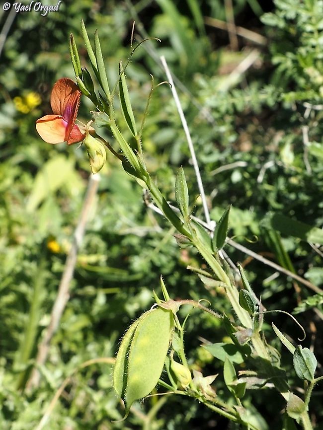 Lathyrus blepharicarpos  Geotagged,Israel,Lathyrus blepharicarpos,Winter