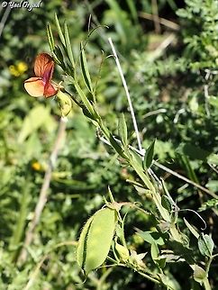 Lathyrus blepharicarpos  Geotagged,Israel,Lathyrus blepharicarpos,Winter