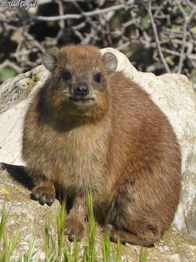 Rock Hyrax  Geotagged,Israel,Procavia capensis,Rock hyrax,Winter