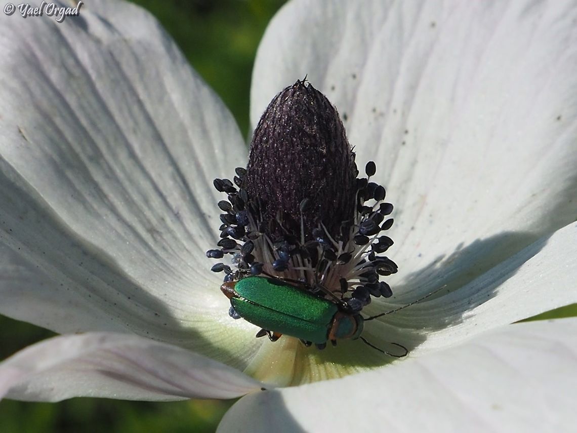 Stenodera palaestina on Anemone coronaria  Anemone coronaria,Geotagged,Israel,Stenodera palaestina,Winter