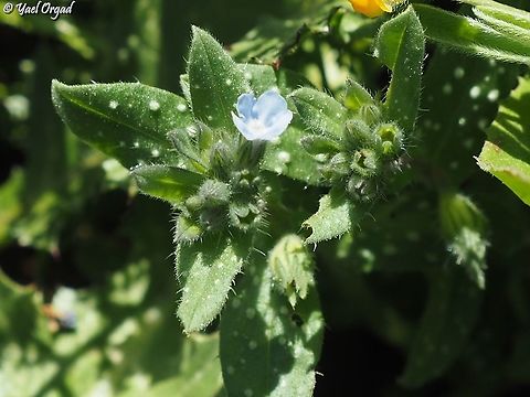 Melanortocarya obtusifolia  Geotagged,Israel,Melanortocarya obtusifolia,Winter