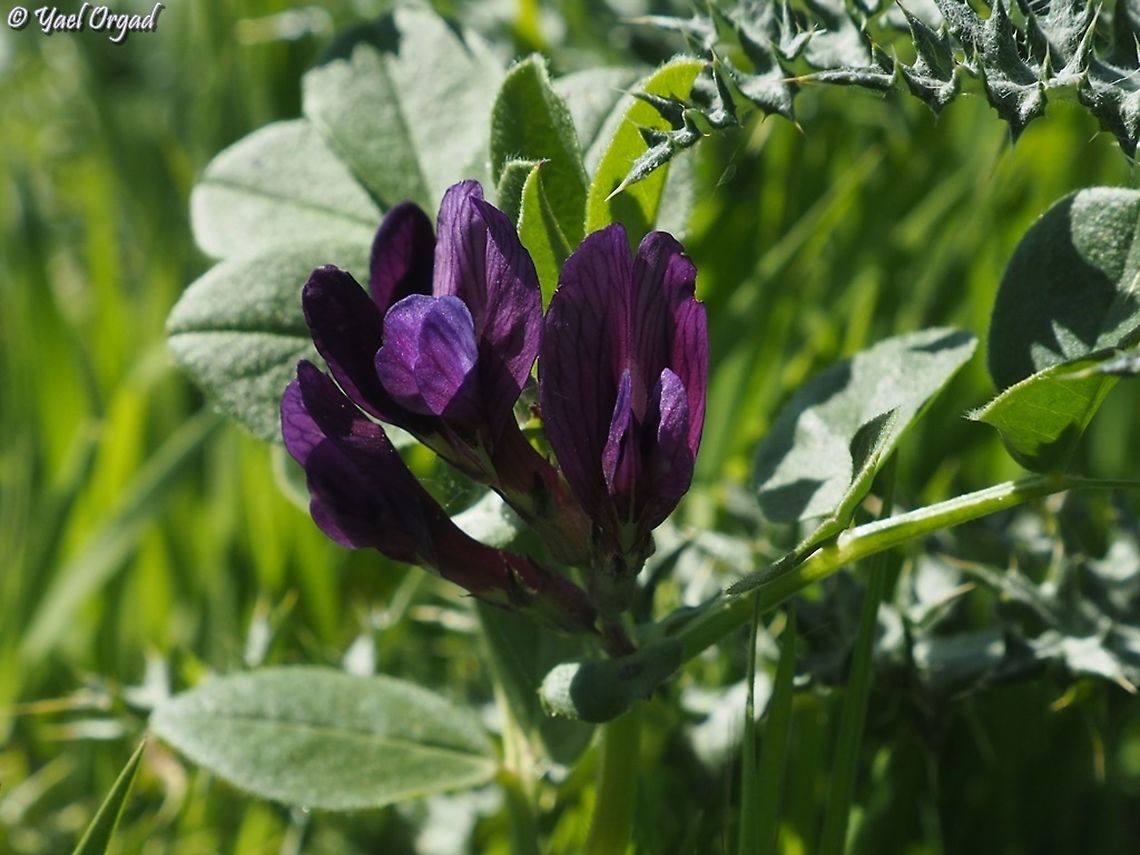 Vicia narbonensis  Geotagged,Israel,Purple Broad Vetch,Vicia narbonensis,Winter