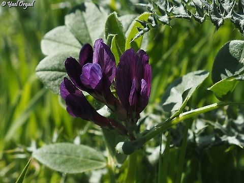 Vicia narbonensis  Geotagged,Israel,Purple Broad Vetch,Vicia narbonensis,Winter
