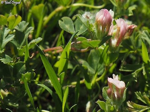 Trifolium eriosphaerum  Geotagged,Israel,Trifolium eriosphaerum,Winter