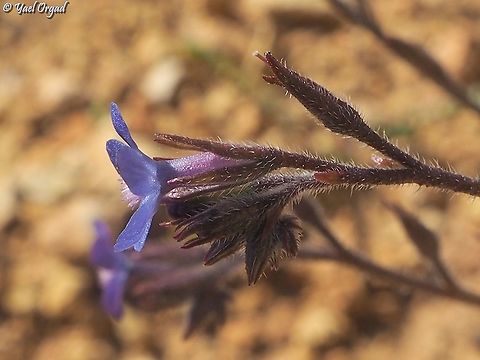 Anchusa azurea  Anchusa azurea,Garden anchusa,Geotagged,Israel,Winter