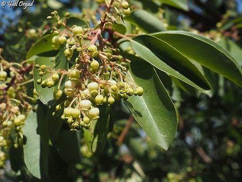 Arbutus andrachne  Arbutus andrachne,Cyprus Strawberry Tree,Geotagged,Israel,Winter